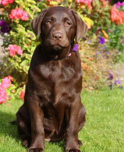 PAM48424Retriever – Chocolate Labrador