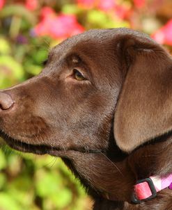 PAM48431Retriever – Chocolate Labrador