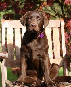 PAM48540Retriever – Chocolate Labrador