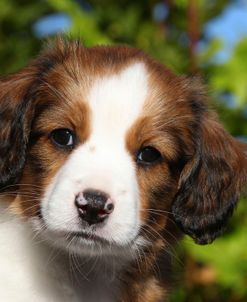 PAM49034Kooikerhondje