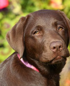 PAM48413Retriever – Chocolate Labrador
