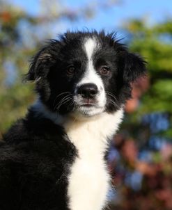 PAM49305Collie – Border