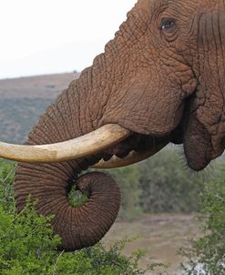 Elephant Trunk Spiral