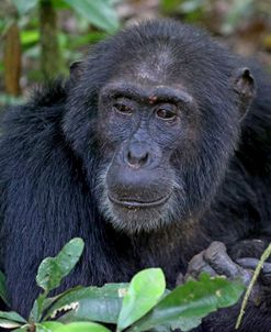 Quiet Chimpanzee