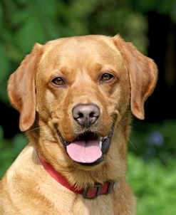 Yellow Lab Yes
