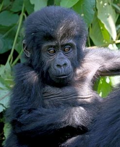 Gorilla Baby 2