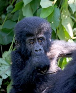 Gorilla Baby