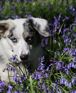 Corgi – Cardigan Welsh