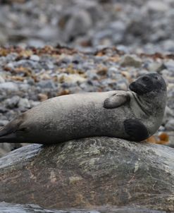 Harbour Seal