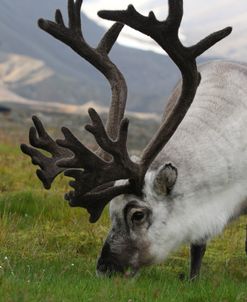 Svalbard Reindeer