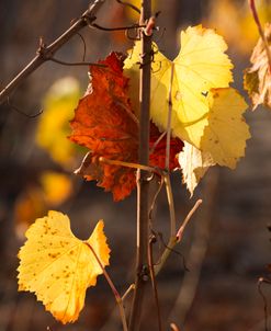 Autumn Leaves