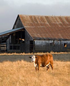 Cow Portrait