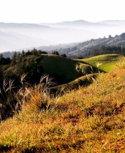 Hilltop Vista