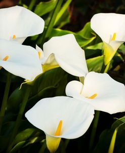 Calla Lilies