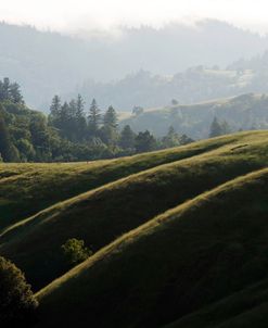 Rolling Fog and Rolling Hills