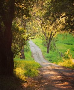 Springtime Afternoon