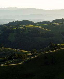 Vineyard Hills