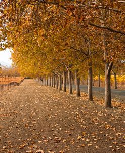 Autumn Rows