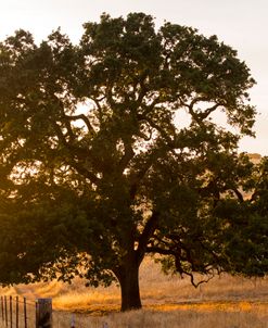 Roadside Oak