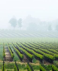 Fog Shrouded Valley