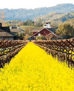 Napa Valley in Winter