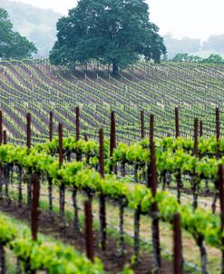 Oak and Vines