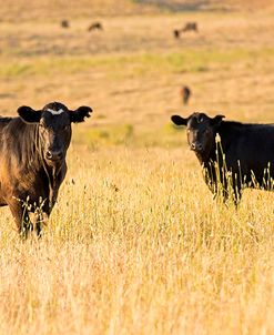 Out Standing in their Field