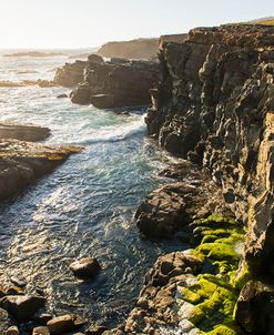 Wild Sonoma Coast