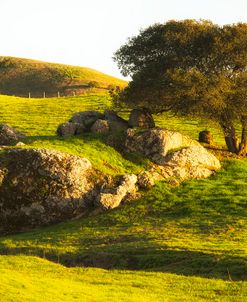 Rock and Tree