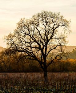 Wine Country Winter