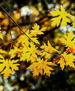 Luminous Leaves