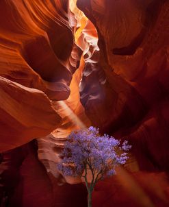 Antilope Canyon Jacaranda