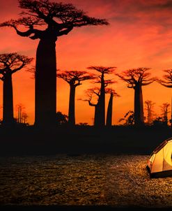 Baobab Sunset Grove