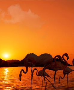 Flamingos Sunset