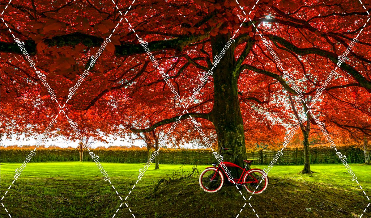 Red Tree Red Bike