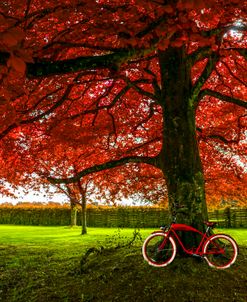 Red Tree Red Bike
