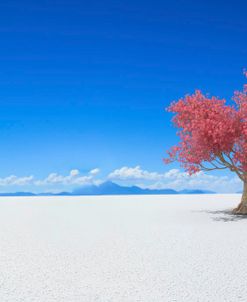 Pink Tree On White Plain