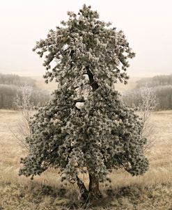 Frost Covered Lone Tree