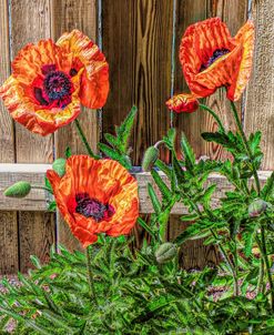 A Pop Of Poppies