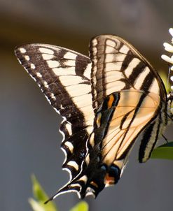 Eastern Tiger Swallowtail  Butterfly Feeding