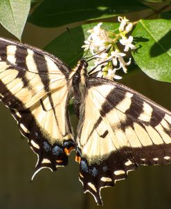 Eastern Tiger Swallowtail  Butterfly Wingspan