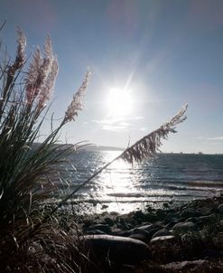Pampas By The Sea