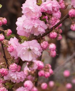 Springalicious Blossoms