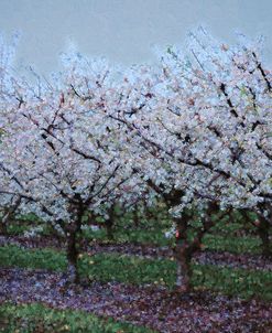 Springtime In The Cherry Orchard