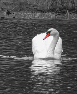 White Swan With A Touch Of Color