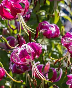 Black Beauty Recurved Oriental Lilies