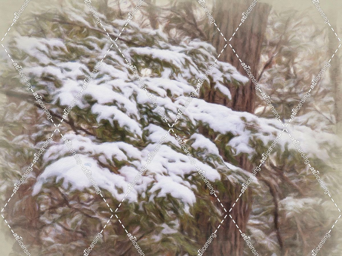 Snowy Pine Boughs
