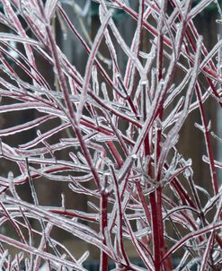 Winter Spectacular – Silver Leaf Dogwood