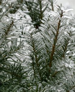 Winter Spectacular – Hicks Yew Closeup