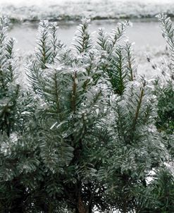 Winter Spectacular – Hicks Yew